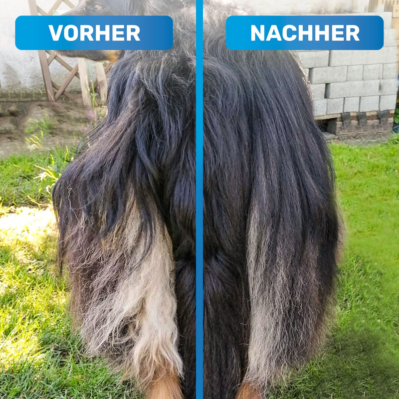 BluePet GlanzTanz fur detangler detangler for long-haired dogs and cats - high-quality dog curry comb with two rows of pins - loosens knots and tangles - smoothes and detangles the top hair (blue) blue - PawsPlanet Australia