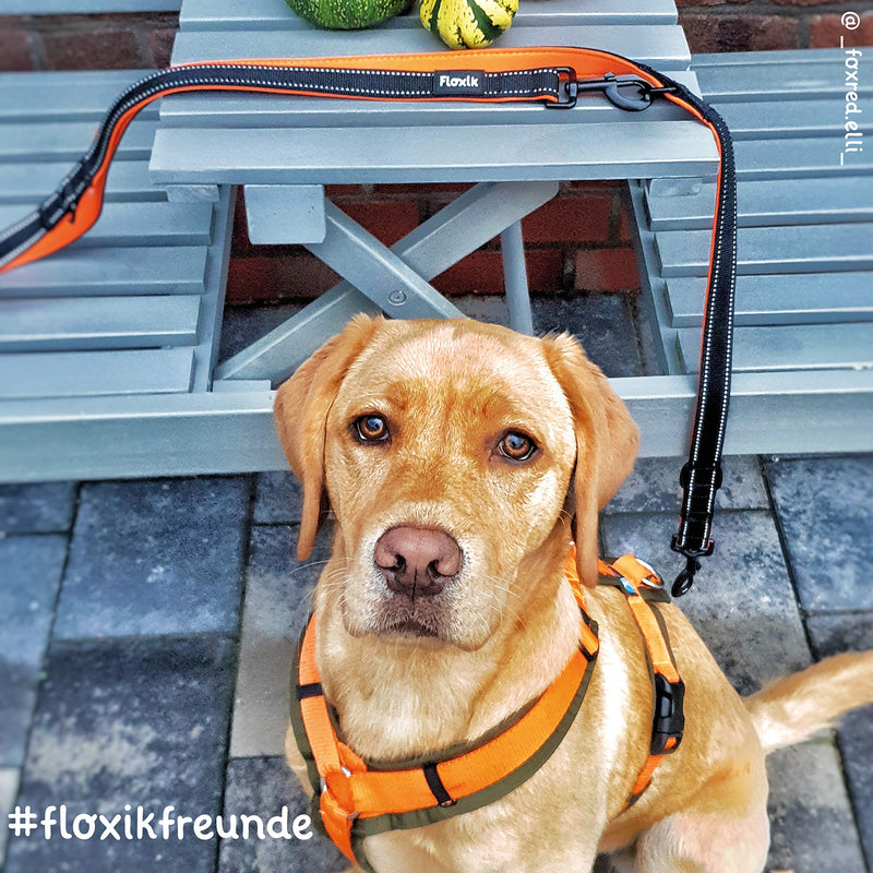 Floxik dog leash | Premium leash for dogs | Multi-adjustable, reflective dog leash - black/orange - PawsPlanet Australia