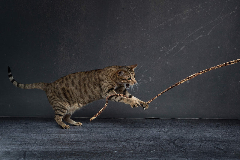 [Australia] - CAT DANCER Jungle Cat Wand 2 Pack, Multi Color (305) 