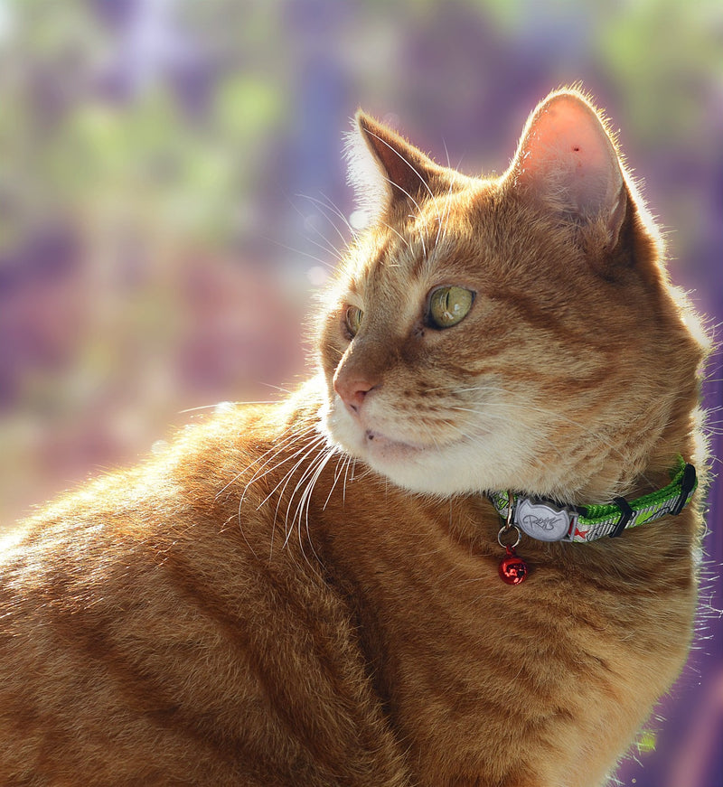 ROGZ CB40-L collar Reflecto Cat, S, green - PawsPlanet Australia