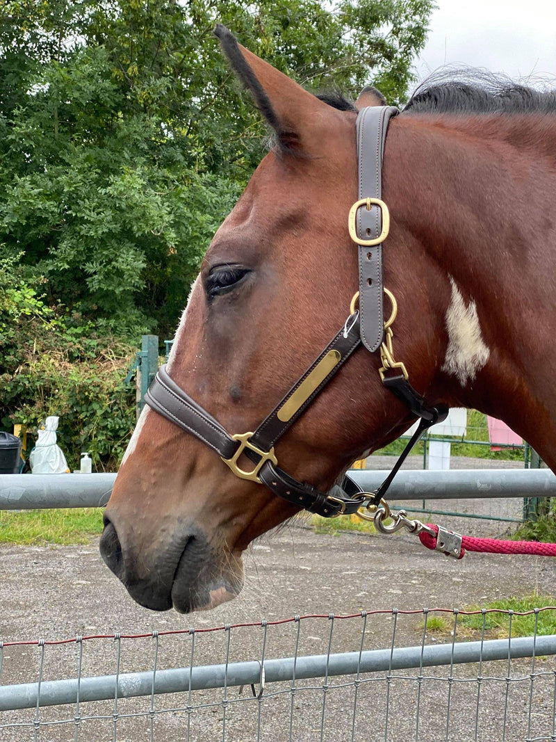 Equipride ARGENTINAN COW LEATHER HEADCOLLAR WITH NAME PLATE FULLY ADJUSTABLE TAN (Full) Full - PawsPlanet Australia