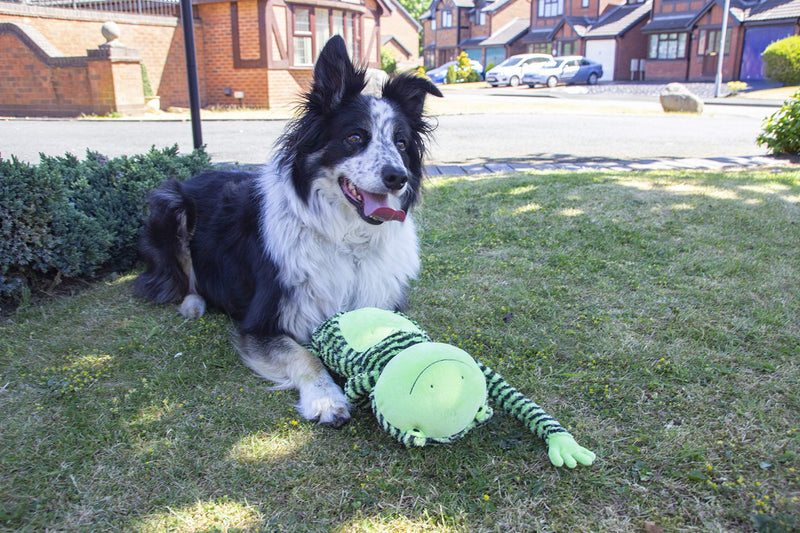 Rosewood FROGGY LONG LEGS Green Froggy Long Legs One Size - PawsPlanet Australia