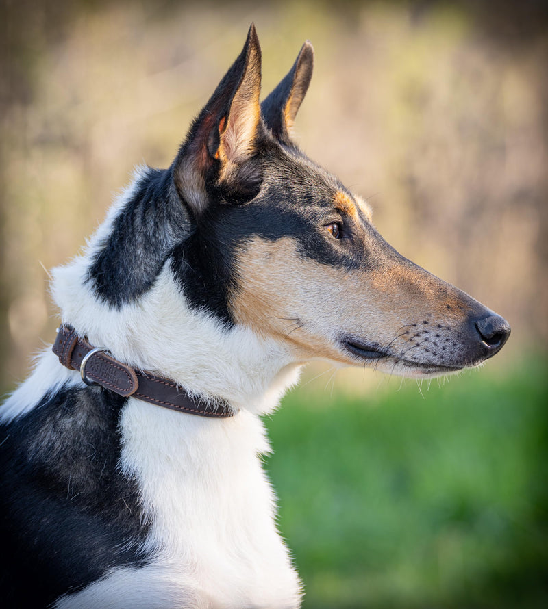 Dog collar leather - fat leather dog collar leather collar made of genuine leather Fat-Tony dark brown (L) L - (45.5cm - 51.5cm) - PawsPlanet Australia