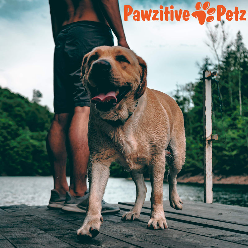 Pawzitive Petz Dog Treat Pouch Bag, Large Dog Walking Bag-Puppy Training Bag, Collapsible Travel Food Water Pet Bowl, Dog Training Clicker Black - PawsPlanet Australia