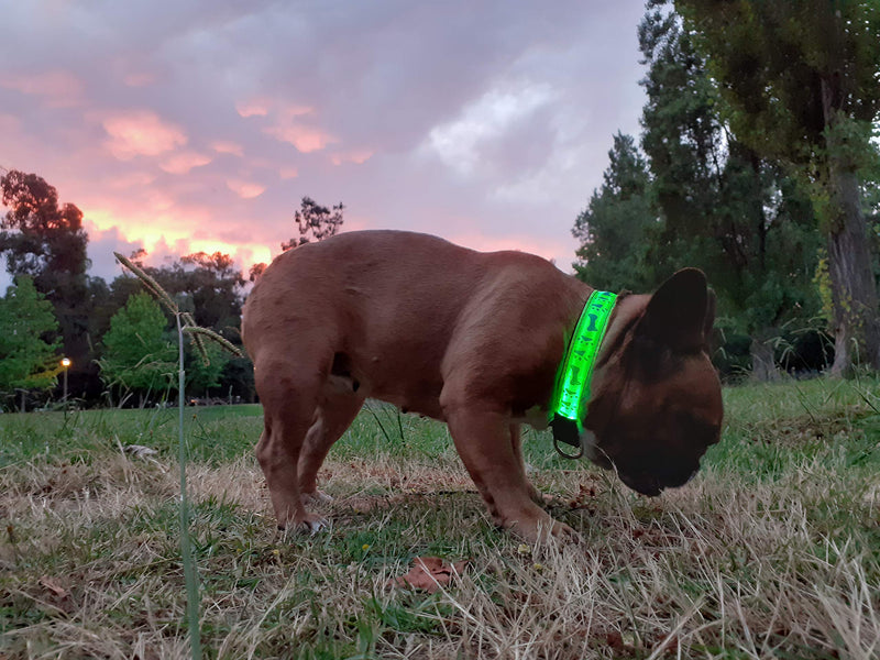 Mister Zoo LED Dog Collar Reflective Super Bright, decorative design, safety and high visibility, Battery-Operated Fits for Small Medium dogs (Red) Red - PawsPlanet Australia