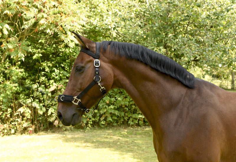 Kerbl Plastic Lunging Headcollar Black Warmblood - PawsPlanet Australia