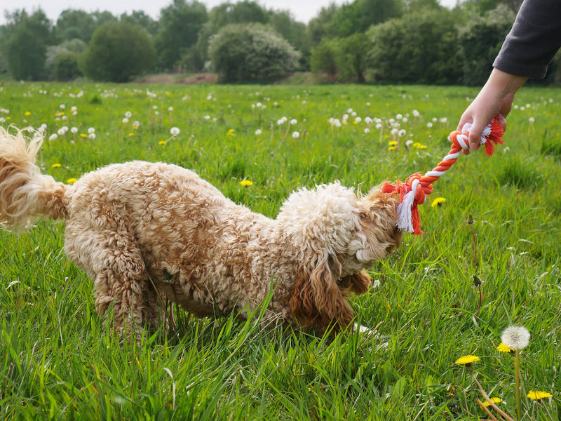 Rosewood Tug Bone Rope Toy For Dogs, Small multi 22 cm, Small - PawsPlanet Australia