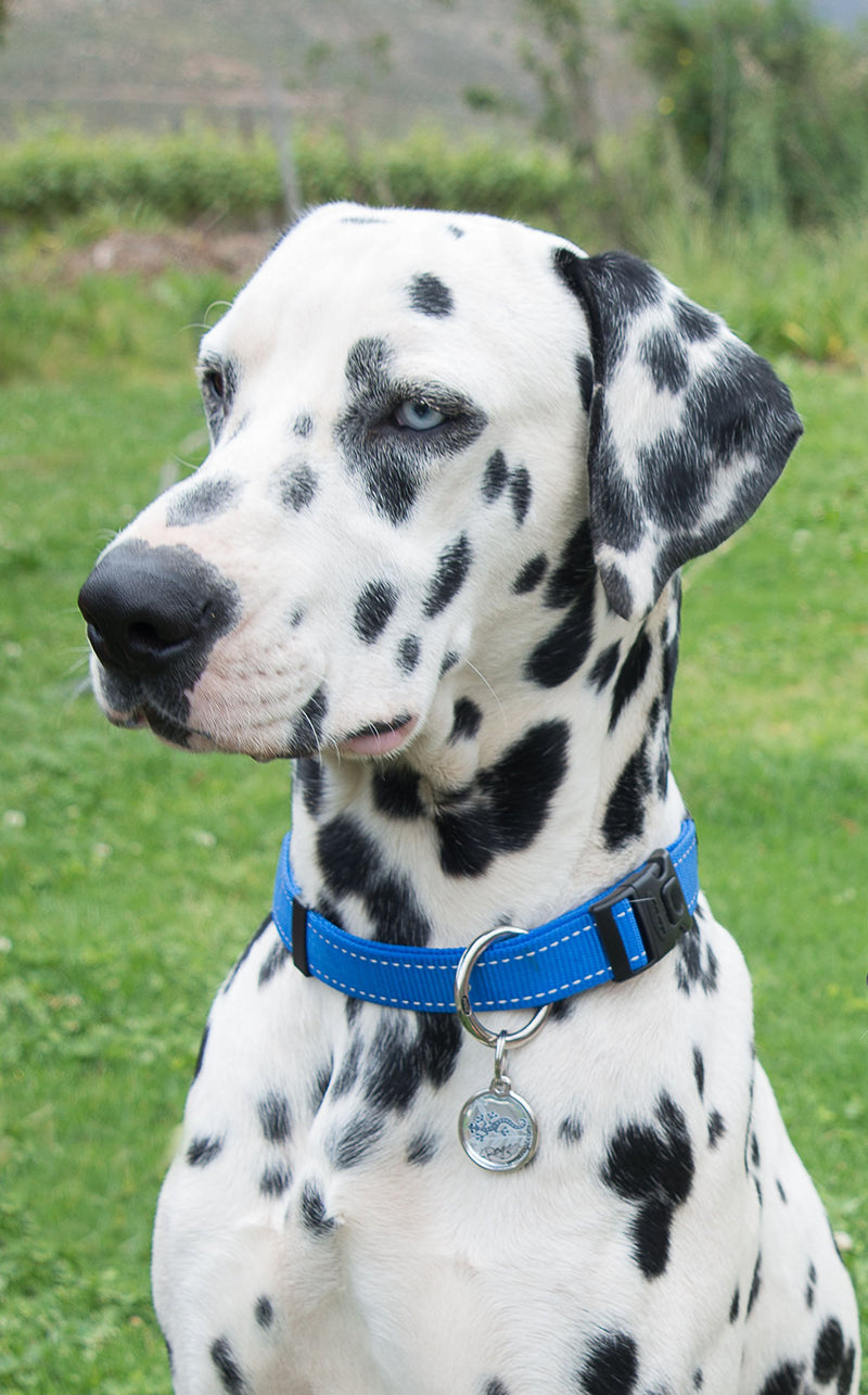 [Australia] - Rogz Utility Large 3/4-Inch Reflective Fanbelt Dog Collar Blue 