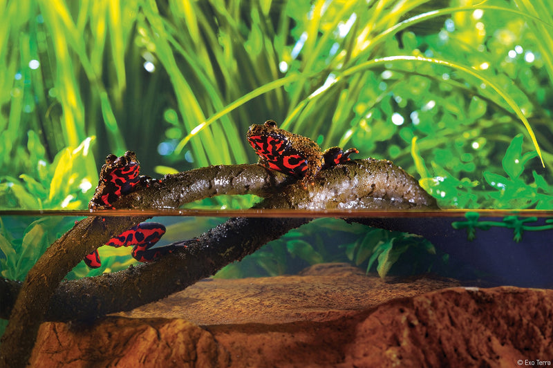 Exo Terra Vine Small - PawsPlanet Australia