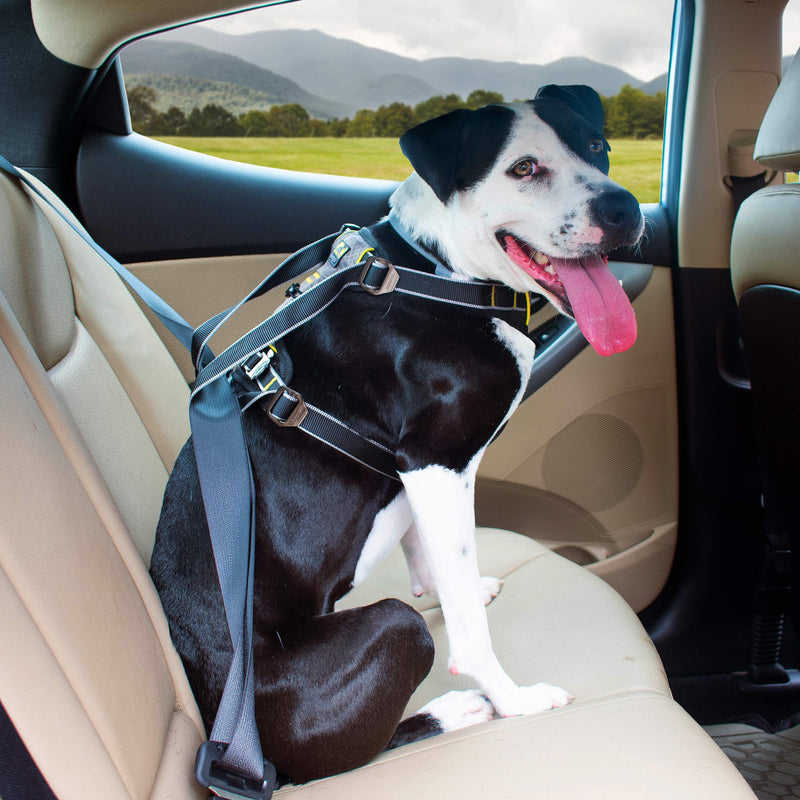 Kurgo Vehicle Safety Harness for Dogs, Universal Seat-Belt Attachment via Integrated Loops - Suitable for Medium Sized Breeds, Adjustable Fit, Charcoal Grey, Impact Car Harness, (Medium) - PawsPlanet Australia