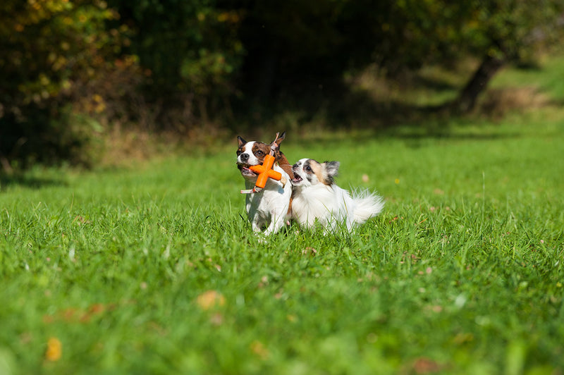 [Australia] - MAJORDOG Dog X Toy, 4", Orange 