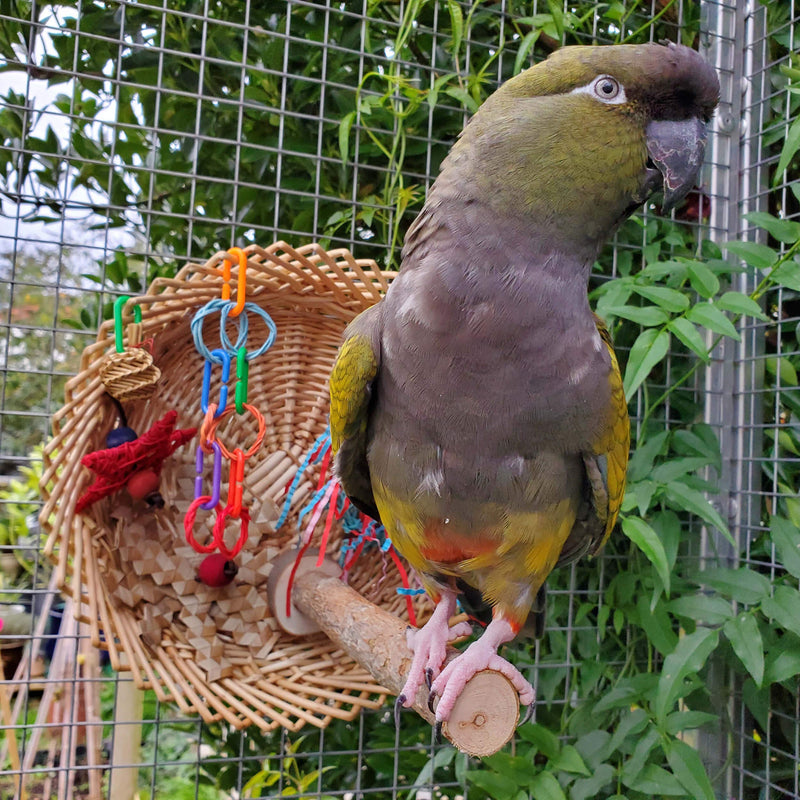 Parrot Essentials Busy Birdie Parrot Perch and Toy Playstation - Colourful Parrot Toy Activity - Encourages Mental, Physical Exercise - Non-Toxic Bird Toys for Budgie, Conure, Macaw, Other Pet Birds - PawsPlanet Australia