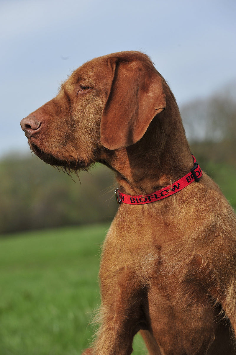 Bioflow Dog Collar Red Large (up to 65cm) Large - Up to 65cm - PawsPlanet Australia