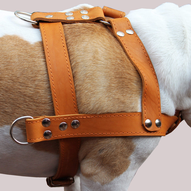 [Australia] - Orange Genuine Leather Dog Pulling Harness 33"-37" Chest Size 1.5" Wide Straps, Cane Corso Rottweiler 