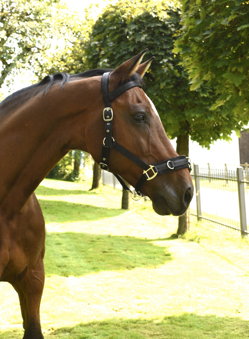 Kerbl Plastic Lunging Headcollar Black Warmblood - PawsPlanet Australia