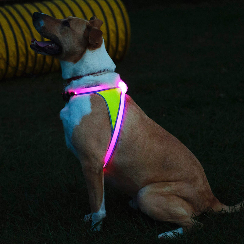 [Australia] - noxgear LightHound – Revolutionary Illuminated and Reflective Harness for Dogs Including Multicolored LED Fiber Optics (USB Rechargeable, Adjustable, Lightweight, Rainproof) Large 