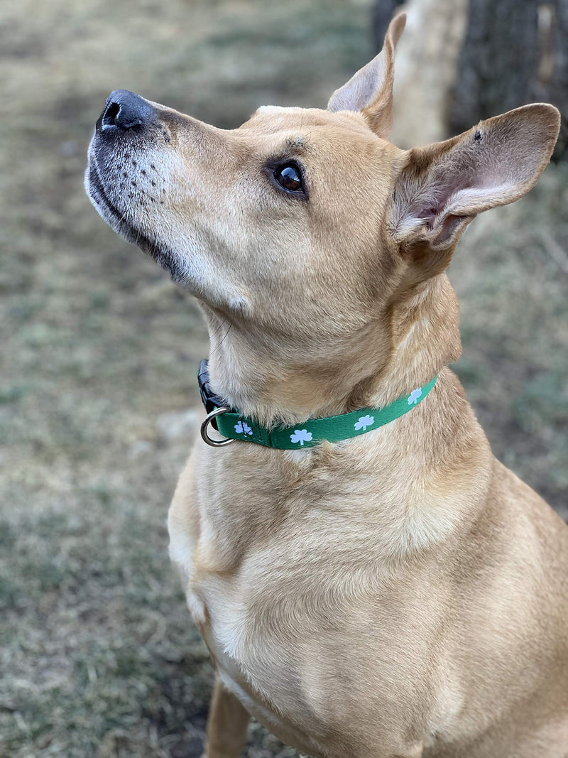 [Australia] - Native Pup St. Patrick's Day Dog Collars Medium Shamrock 