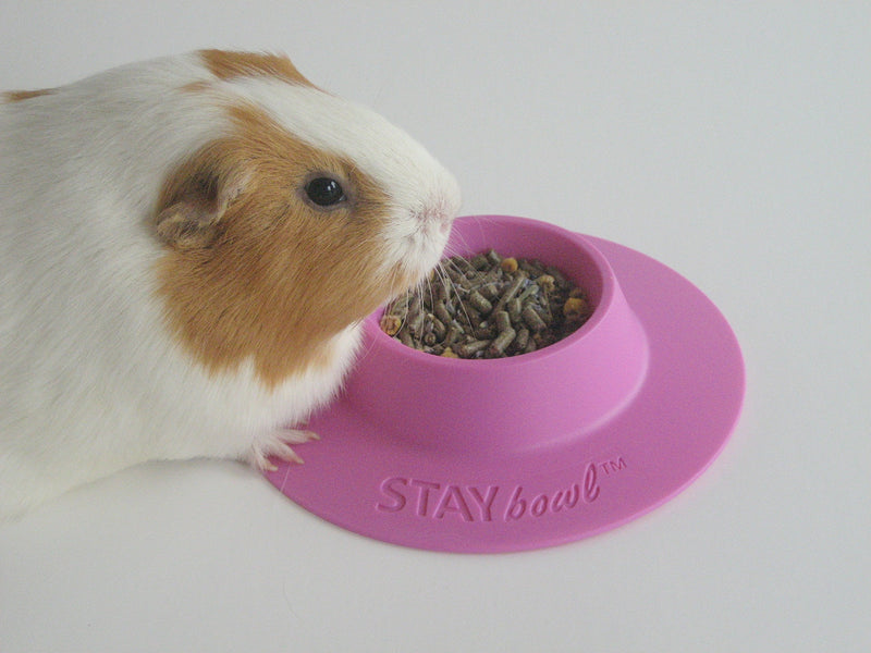 STAYbowl Tip-Proof Ergonomic Pet Bowl for Guinea Pig and Other Small Pets, 1/4-Cup Small Size, Lilac (Purple) - PawsPlanet Australia