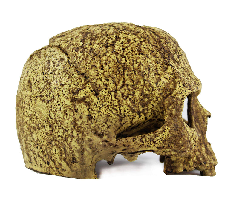 [Australia] - Pangea Human Skull Cave 
