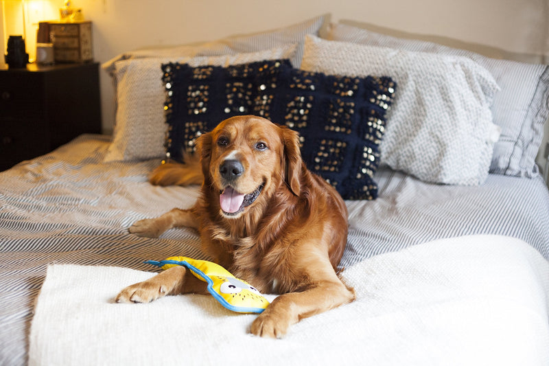 Outward Hound Fire Biterz Durable Tough Dog Toy Made with Firehose Material Small Flamingo - PawsPlanet Australia