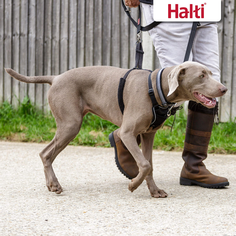 HALTI No Pull Anti-Pull Harness, Size Large - Prevents your dog from pulling on the leash, Padded chest and leg strap, Reflective strap material, Easy to adjust and use Large - PawsPlanet Australia