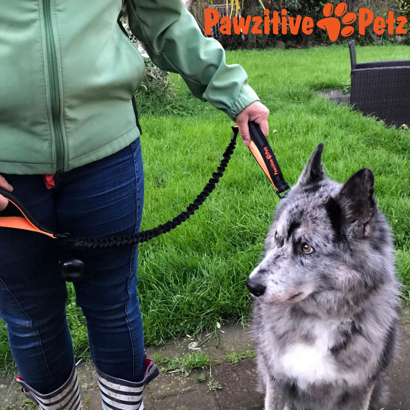 Pawzitive Petz Bungee Dog Lead, No Pull Dog Lead, Anti Pull Dog Lead, Leads to Stop Dogs Pulling, Dog Bungee Lead, No Pull Lead, Dog Leashes, Shock Absorber Dog Lead, Dog Lead to Stop Pulling 40"/102cm Orange - PawsPlanet Australia