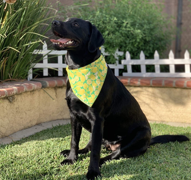 [Australia] - Willowear Red, White, and Blue American Flag, Lemons Dog Bandanas for Everyday Adventures Xlarge Lemonade 