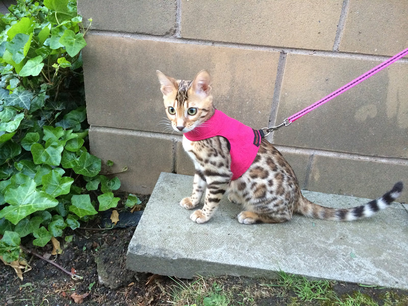 Mynwood Cat Jacket/Harness Pink Adult - PawsPlanet Australia