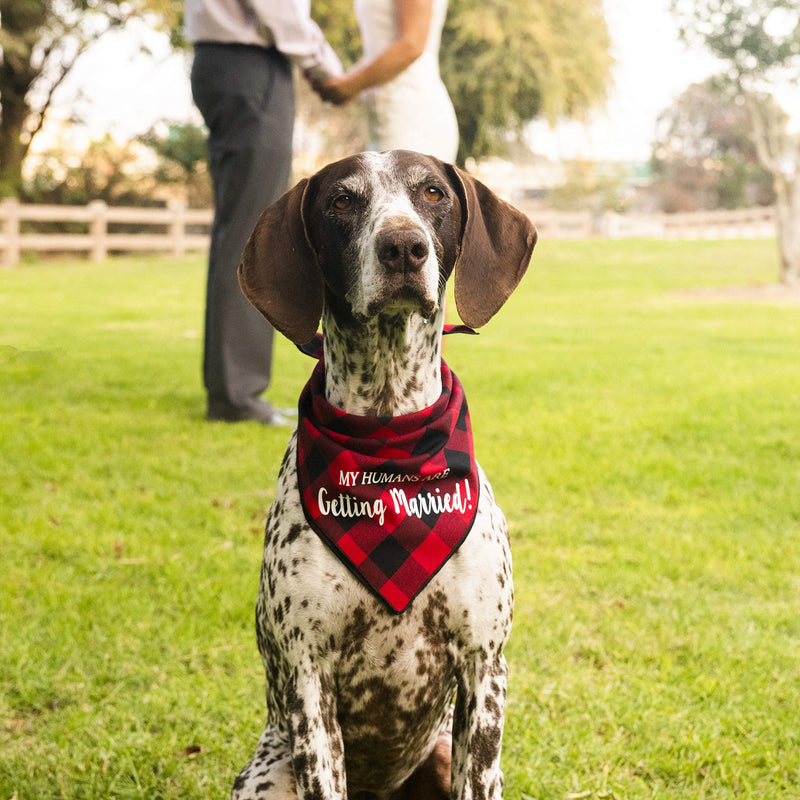 [Australia] - Willowear My Humans are Getting Married Wedding Engagement Photos Dog of Honor Bridal Shower Gift Puppy Dog Pet Bandanas Large My Humans are Getting Married Red 