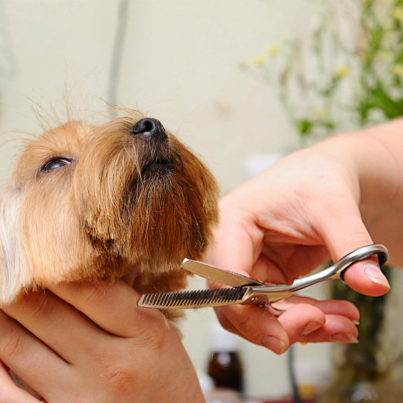 Bizzarre.ly Professional Dog Grooming Set - Dog Scissors Grooming Scissors for Dogs and Pets Grooming Set - Includes Grooming Scissors, Thinning Scissors & Curved Scissors and Dog Comb - Cat & Dog Grooming Set - PawsPlanet Australia