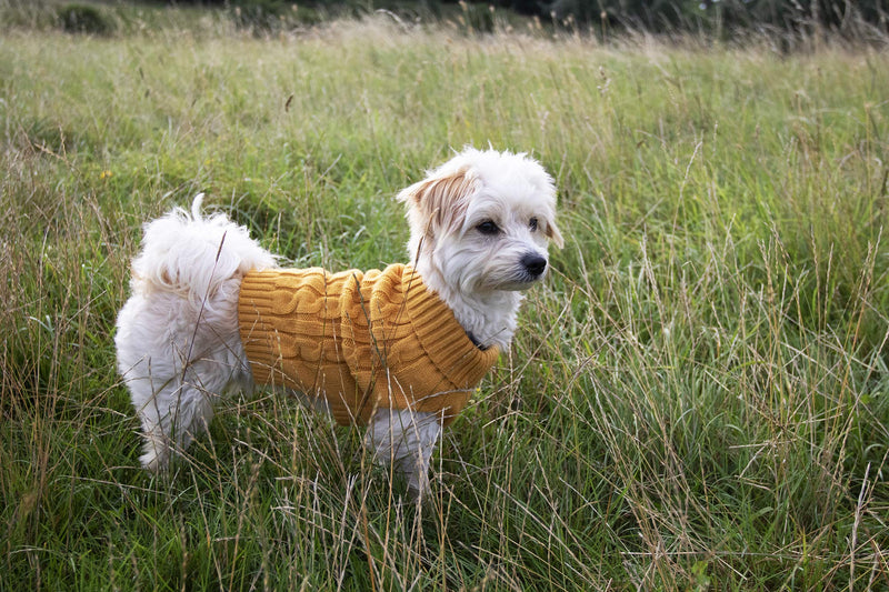 Buster & Beau , Luxury Charlton Cable Knit Dog Jumper M Mustard - PawsPlanet Australia