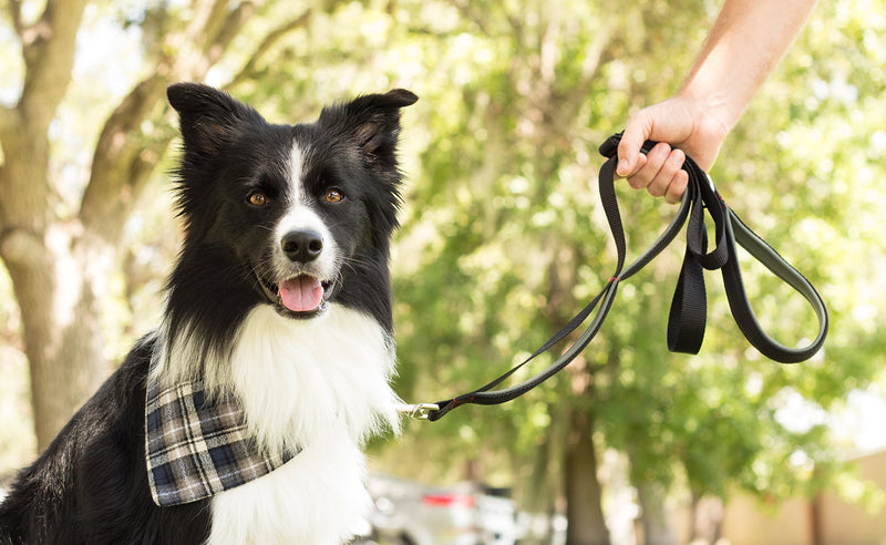 [Australia] - Leashboss 3X - Two Handle Dog Leash with Extra Traffic Handle - Heavy Duty Double Padded Handle Lead for Walking and Training Large Dogs Black/Red/Grey 