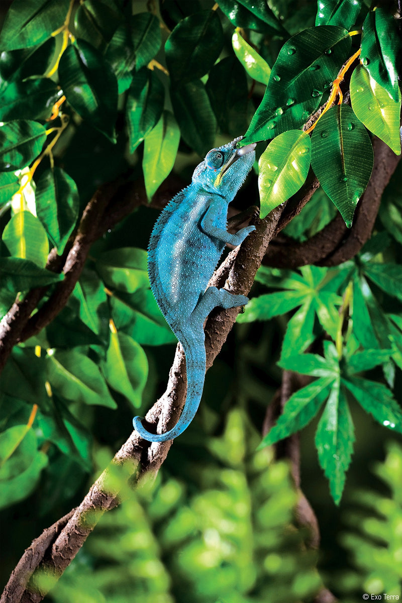 Exo Terra Vine Small - PawsPlanet Australia