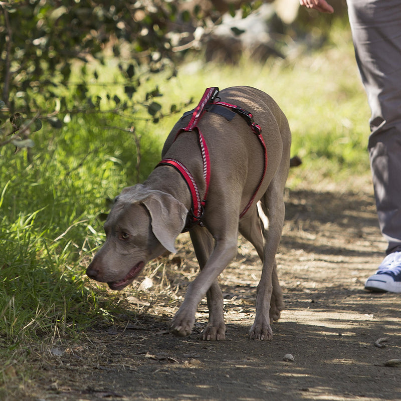 [Australia] - The Company of Animals - Halti Walking Harness Medium Purple 