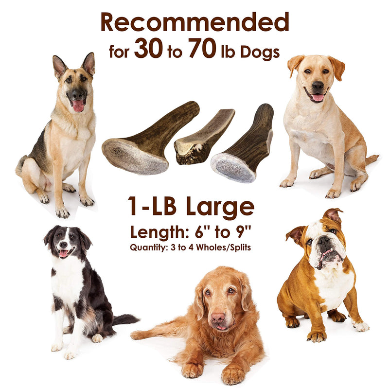 [Australia] - Deluxe Naturals 1-LB Pack Antlers for Dogs, Grade A Premium Naturally Shed Elk Antlers for Dogs, Product of USA 1-Pound Large 