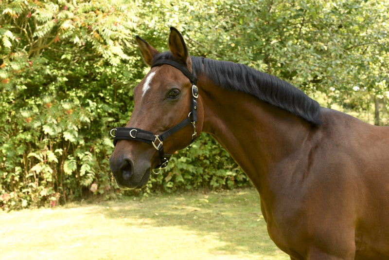 Kerbl Plastic Lunging Headcollar Black Warmblood - PawsPlanet Australia