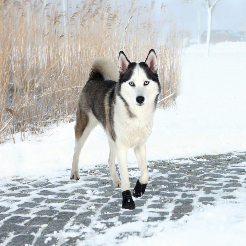 Trixie Walker Active Protective Boots, Medium, Black, M - Size 4 - PawsPlanet Australia