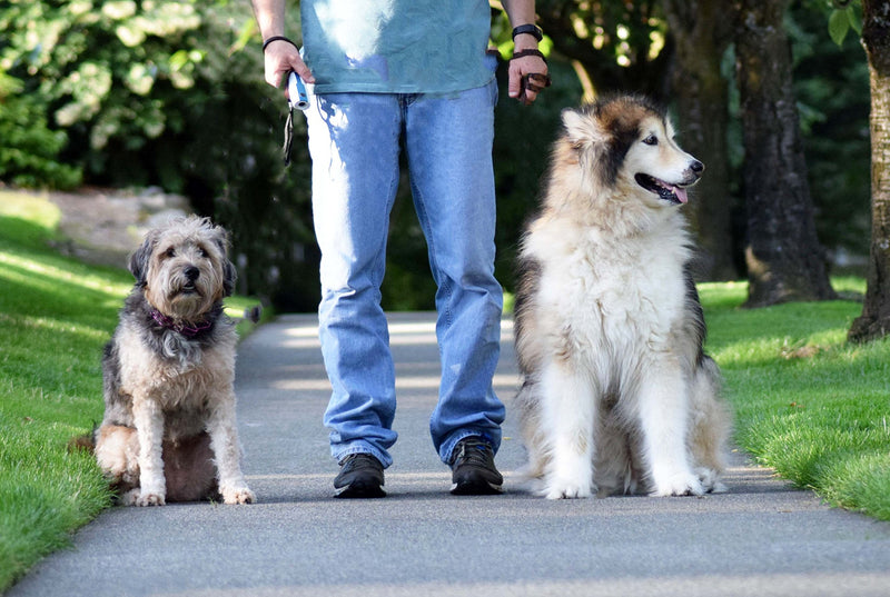 Doggie Don't Device - Loud- Handheld Dog Repellent, Bark Control Device and Dog Training Aid - Loud Patented Sound Stops Barking and Bad Behaviors - No Shock and Humane - PawsPlanet Australia