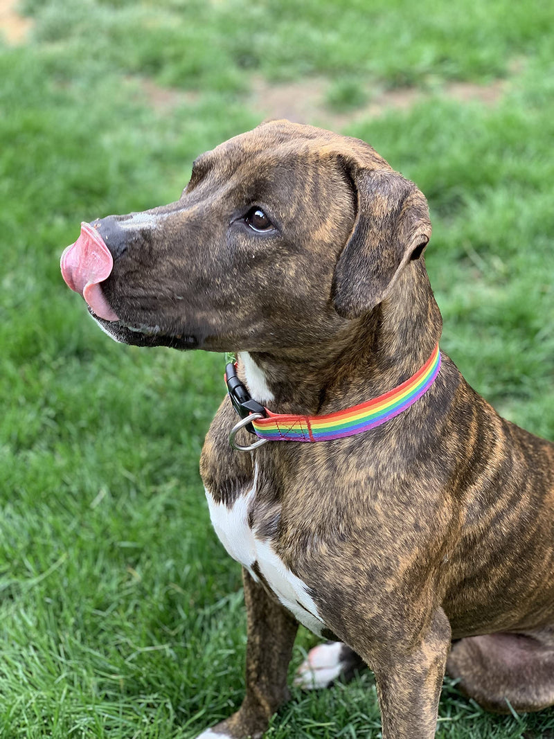 Native Pup Rainbow Flag Dog Collar Gay Pride Stuff for Parade, LGBTQ Flags Equality Pet Apparel Decor Gift and LGBT Ally Accessories (Small) Small - PawsPlanet Australia