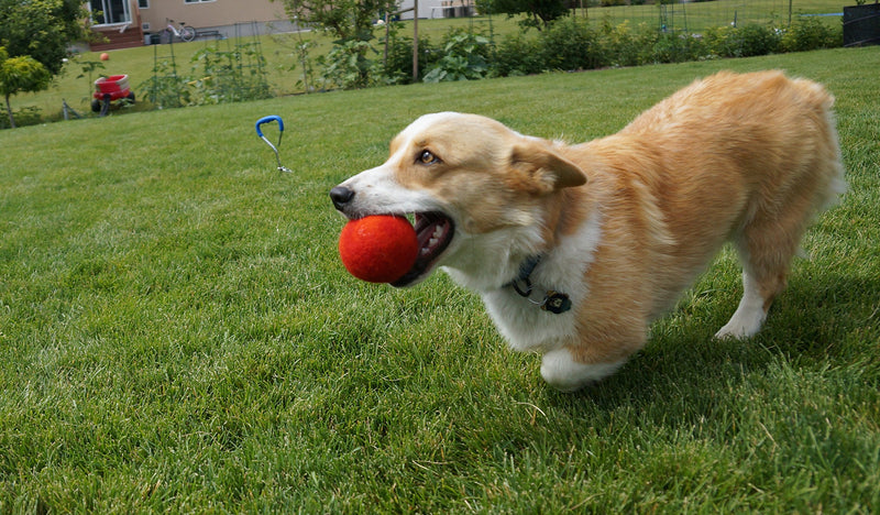 [Australia] - Pet Pizazz 3-Pack 100% Wool Dog Balls (Indoor or Outdoor Toy, Boutique Quality, All-Natural) 