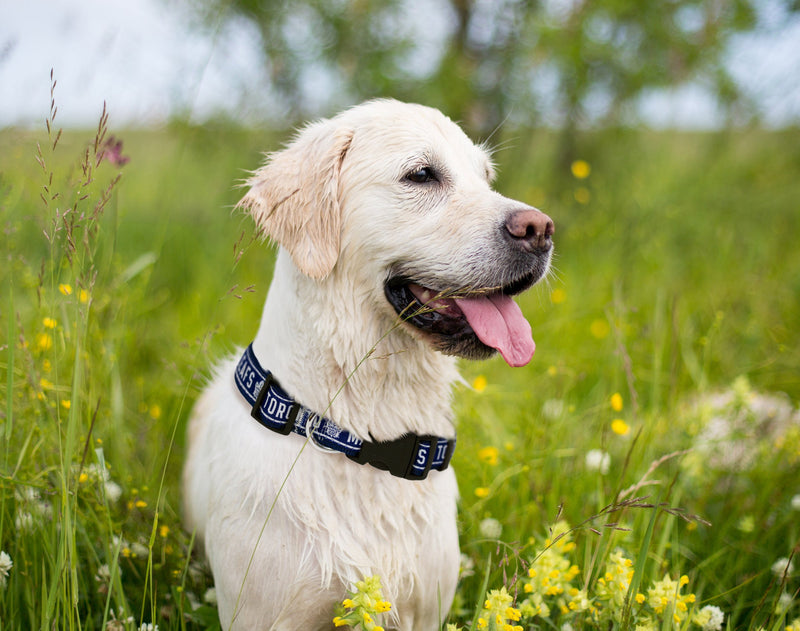 [Australia] - Pets First NHL Toronto Maple Leafs Collar for Dogs & Cats, Large. - Adjustable, Cute & Stylish! The Ultimate Hockey Fan Collar! 