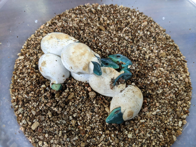 Josh's Frogs Vermiculite (Medium Grade- 10 quarts) - PawsPlanet Australia
