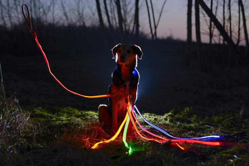 Illumiseen LED Dog Leash - USB Rechargeable - Available in 6 Colors & 2 Sizes - Makes Your Dog Visible, Safe & Seen 4 Feet Cotton Candy Pink - PawsPlanet Australia