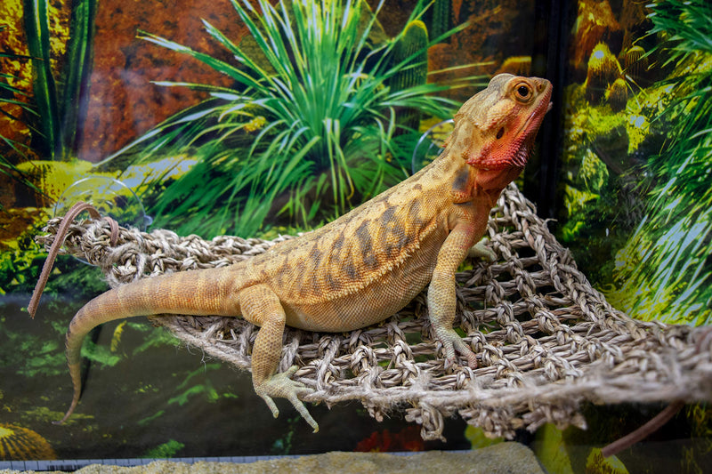 [Australia] - Penn Plax Lizard Lounger, 100% Natural Seagrass Fibers For Anoles, Bearded Dragons, Geckos, Iguanas, and Hermit Crabs Triangular 10 x 12 Inches 