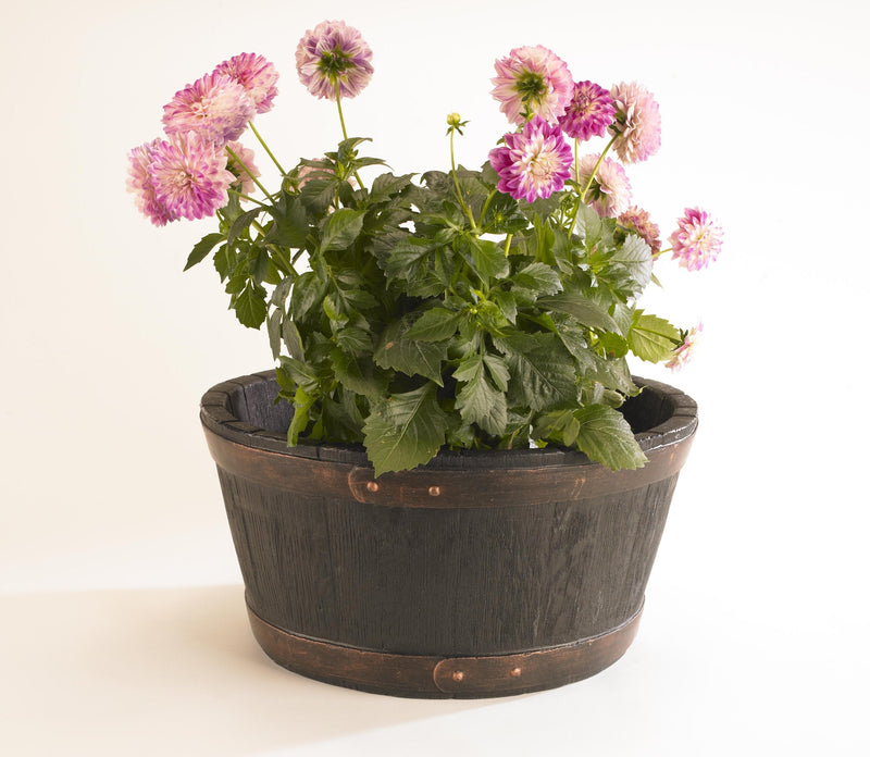 Sankey from Strata GN653 49cm Oakwood Barrel Planter, 49x49x24.5 cm - PawsPlanet Australia