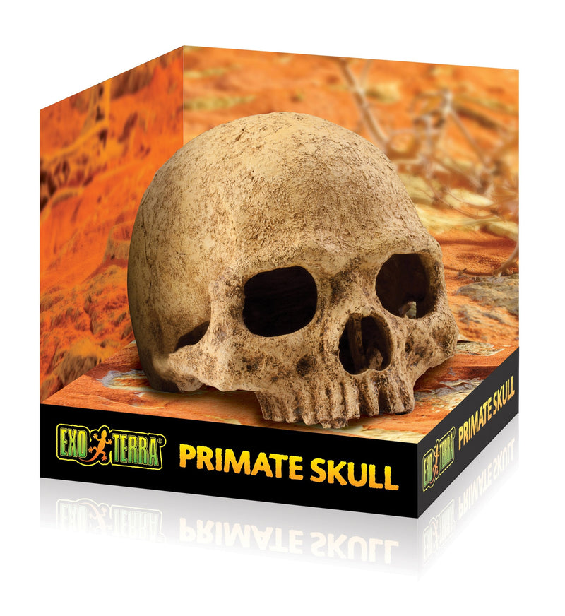 Exo Terra Terrarium Decor Primate Skull - PawsPlanet Australia