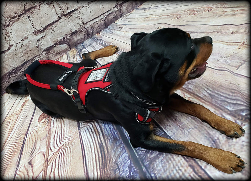 [Australia] - Activedogs No Pull Service Dog Harness - Red - Front D-Ring -Quick Release - Clear ID Pocket Window - Molded Handle for Easy Grab Med/Lg (24"-32") 