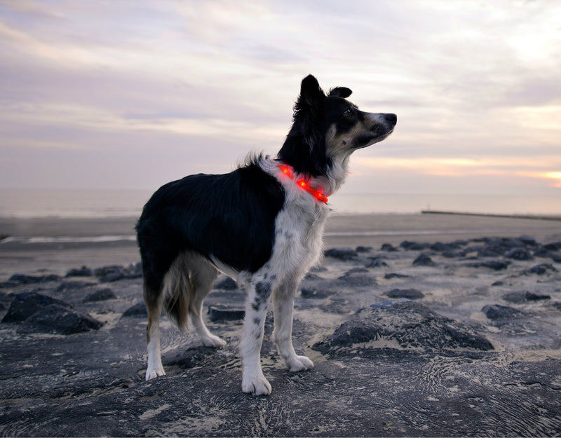 ILLUMISEEN LED Dog Necklace Collar - USB Rechargeable Loop - Available in 6 Colors - Makes Your Dog Visible, Safe & Seen (Red) Lava Red - PawsPlanet Australia
