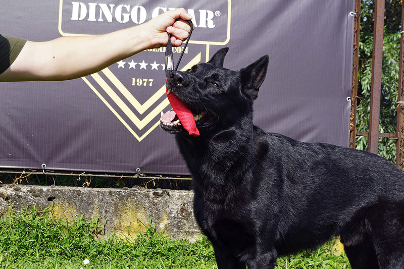 DINGO GEAR Nylcot Bite Tug for Dog Training K9 IGP & Fun, 1 Handle, Black 15 x 5 cm - PawsPlanet Australia