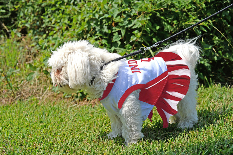 Pets First Indiana Hoosiers Cheerleading Outfit Small - PawsPlanet Australia
